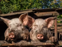 แม่สุกร, หมู — รูปภาพ 2