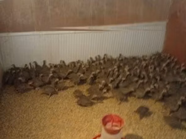 Guinea fowl — Угорщина