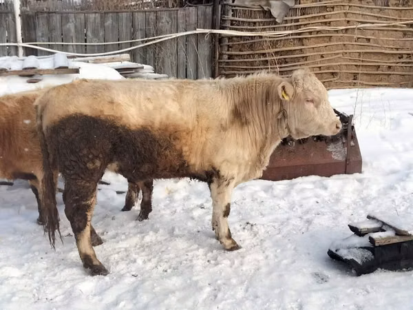 Bull, Auliekol breed — Kazakhstan