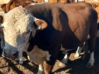 Bull, White-headed Ukrainian — photo 1