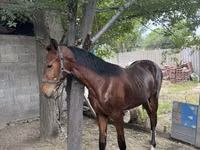 اسب نر, Anglo-Arabian — عکس 2