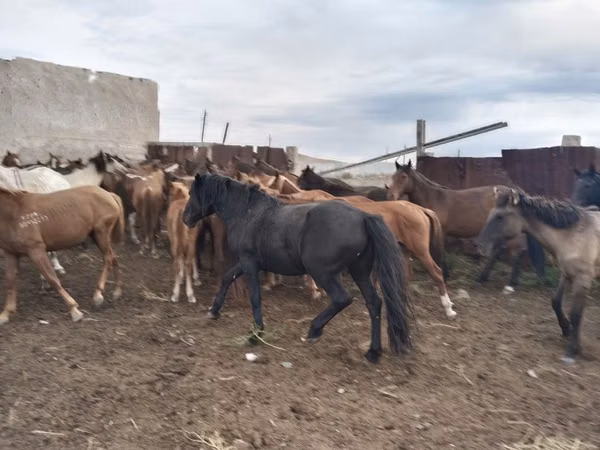 Horse (M), Horses — Kazakhstan