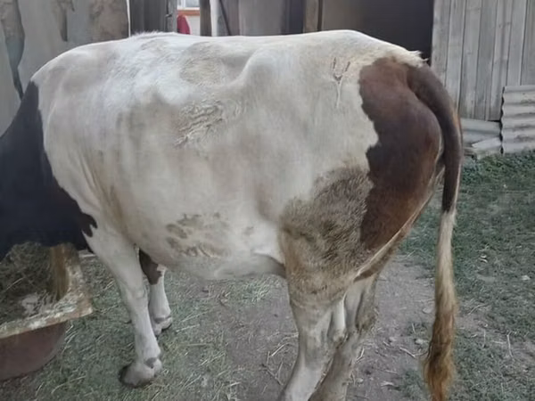 Cow, Simmental cattle — Kyrgyzstan