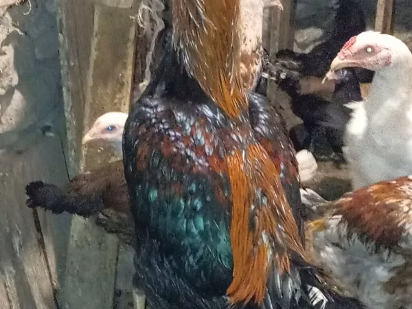 Chickens