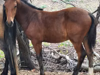 Cavalli (lotto, sesso non specificato), Karachay horse — foto 3