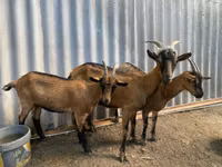 عنزة, الماعز — الصورة 1