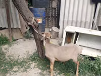 Ovan, Edilbay sheep — fotografija 3