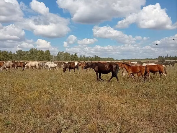 Mare, Kazakh horse — Kazakhstan