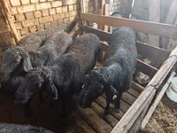Domba jantan, Sheep — foto 1