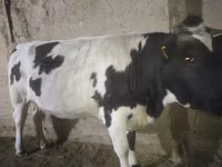 गाय, Russian Black pied cattle — फ़ोटो 6
