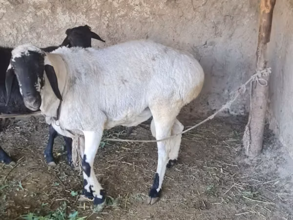 Ram, Sheep — Uzbekistan
