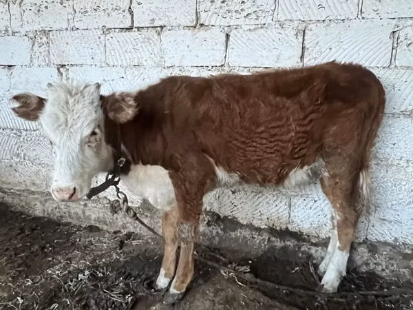 Bull, Kazakh White-headed cow