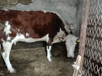Krowa, Latvian Blue cattle — zdjęcie 2
