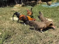 Danish hen — photo 1