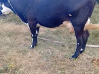 Cow, Simmental cattle — photo 3