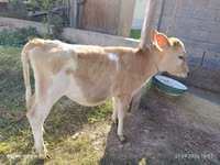 Cow, Alatau breed — photo 1