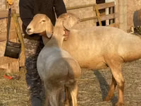 Cừu cái, Edilbay sheep — ảnh 3