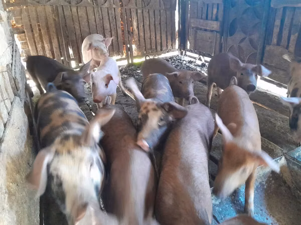 Sow, Pigs — Moldova