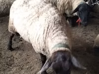 Sheep, White Suffolk sheep — photo 3