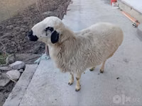 Ram, Sheep — photo 3