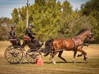 Cavallo, Nonius horse — foto 4