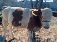 सांड, Simmental cattle — फ़ोटो 1