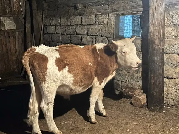 Toro, Simmental cattle — Kazakistan