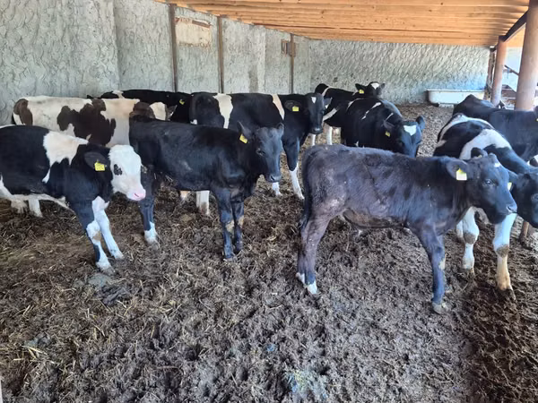 Bull, Russian Black pied cattle — Moldova