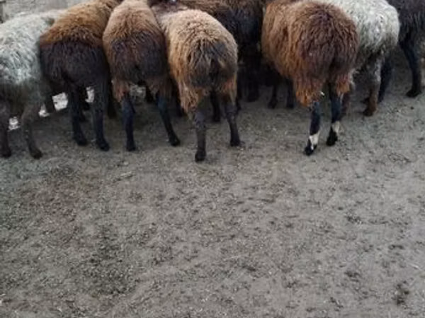 Ido, Sheep — Kasaakhistaan
