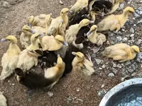 डोमेस्टिक मस्कोवी — फ़ोटो 8