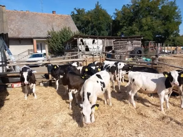 Bull, Russian Black pied cattle