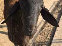 Ram, Blackheaded Persian sheep — photo 2
