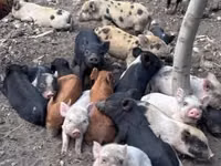 Babi (lot, jantina tidak dinyatakan), Pigs — foto 8