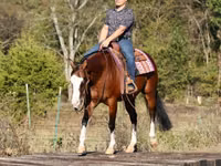 Άλογο, Quarter Horse — φωτογραφία 8