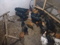 Chickens — снимка 6