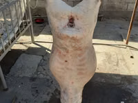 암양, Yecheng sheep — 사진 4