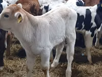 Cattle (batch, sex not specified), Hereford — photo 4