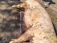 Vind carne de purcel — फ़ोटो 3