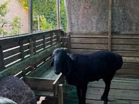 Ram, Sheep — photo 2
