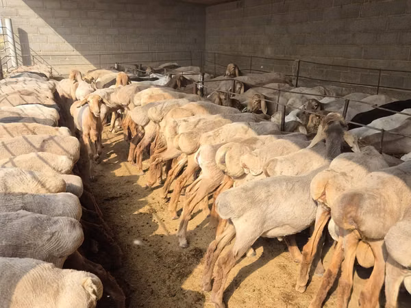 Biri-biri betina, Arashan sheep