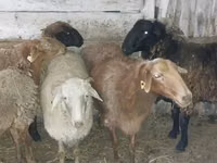 የጎትት አውራ በግ, Sheep — ፎቶ 1