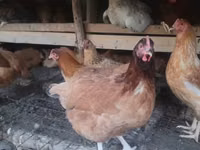 Chickens — ছবি 2