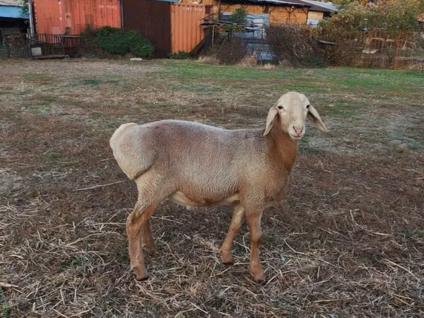Ram, Arashan sheep