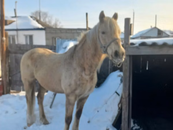 Horse (M), Horses — Kazakhstan