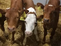Bydło (partia, płeć nieokreślona), Simmental cattle — zdjęcie 2