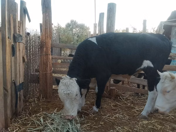 Bou, Vaca kazahă cu cap alb — Kazahstan