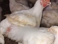 Chickens — foto 5