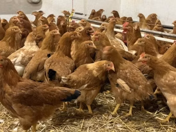 Chickens