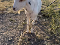 ወንድ ፍየል, Goats — ፎቶ 1