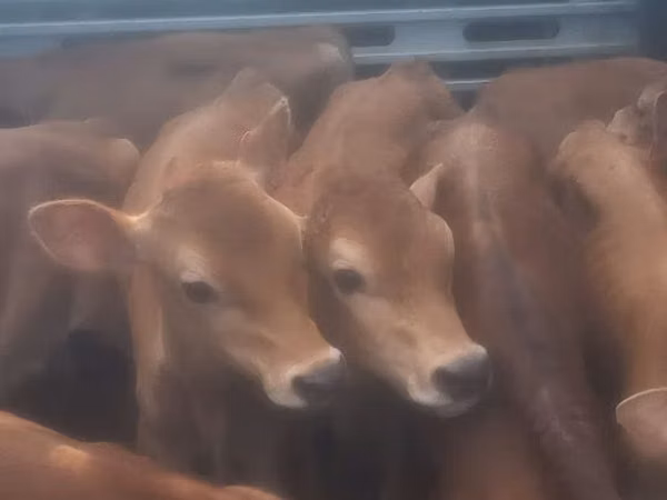 Bull, Cattle — Moldova
